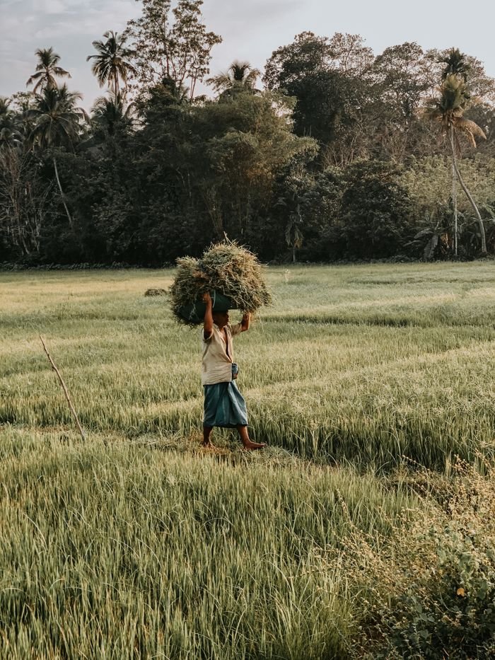 A farmer carrying a harvest on a field in Bandaragama, Sri Lanka, during a sunny day.